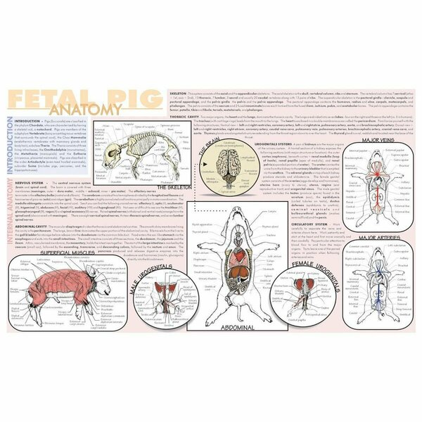 Frey Scientific Laminated Dissection Mat, .02 Mil Thick, Fetal Pig Anatomy Print 420.5040.1